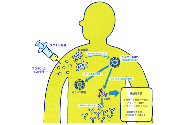 ワクチンの作用のイメージ画像